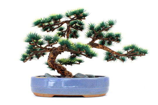 Bonsaï factice / Dummy bonsai 
