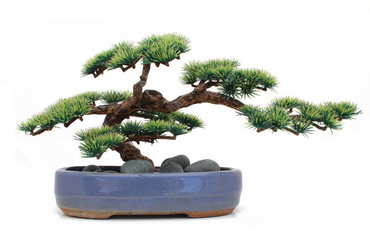 Bonsaï factice / Dummy bonsai 