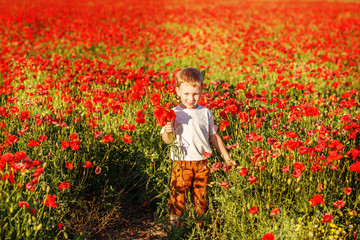 Cute little boy with poppy flower on poppy field on summer eveni