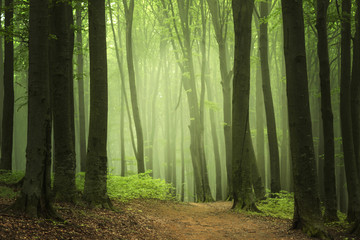 Trail in foggy forest