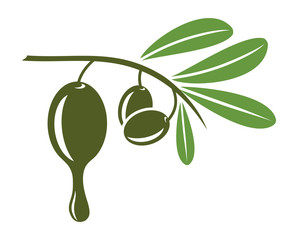 Olive oil vector illustration