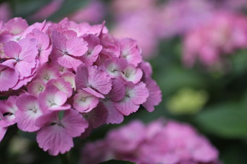 ピンクの紫陽花