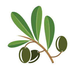 Olive oil vector illustration