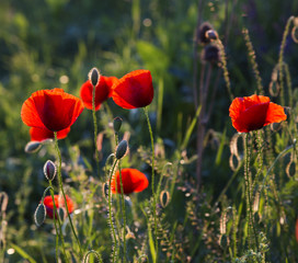 Beautiful poppies in the sunset light