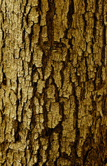 Patterned of grunge tree peel,wood texture, nature, plant backgr