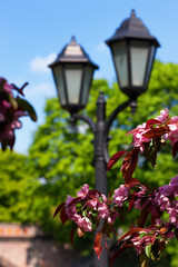Pink blossoming cherry branch in city park