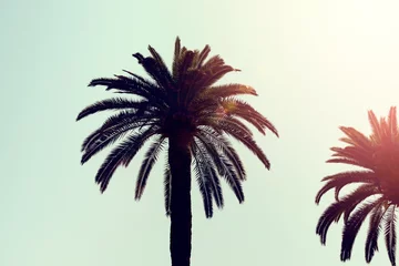 Gordijnen Perfect Palm Trees in Sunlight © trendobjects