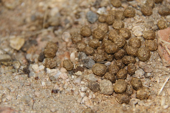 Excrementos de conejo