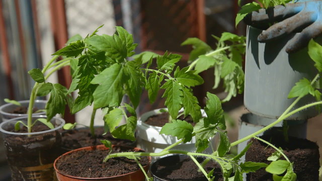 Planting tomatoes into a soil 