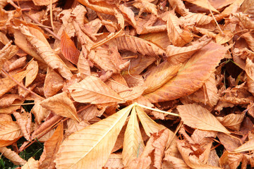 autumn leaves