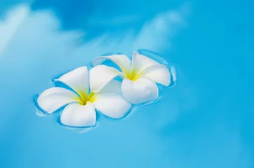 Photo sur Plexiglas Frangipanier Fleurs tropicales plumeria sur piscine