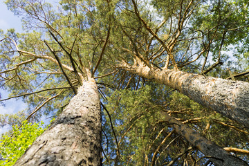 Сосны © offmac