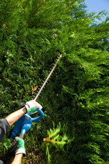 Hecke schneiden