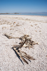 dead bird Carcass on the Salton sea