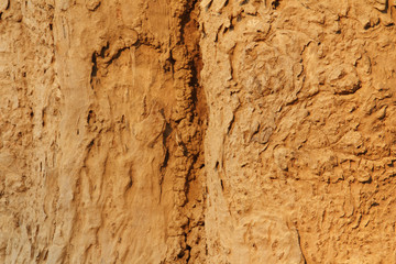 Tree bark texture. Nature wood background