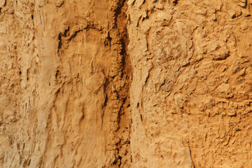 Tree bark texture. Nature wood background