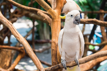 White cockatoo perched on branch