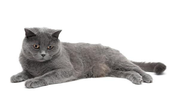 beautiful gray cat lying on a white background. Horizontal photo