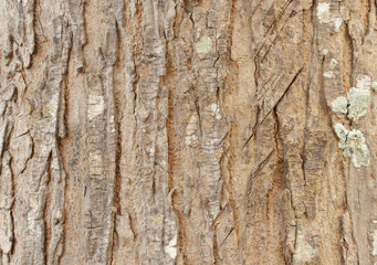 Tree bark texture. Nature wood background