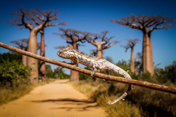 Small chameleon on a branch in Avenida de Baobab