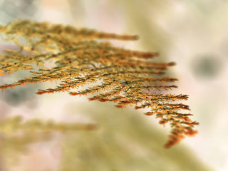 Brown leaves of trees