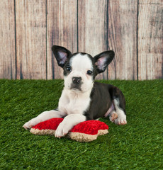 Frenchton Puppy
