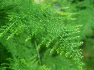 Leaves from Forest Park