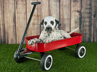 Little Red Wagon