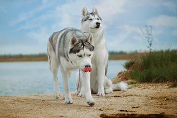 Portrait  dog. Close-up. Siberian husky. River landscape.