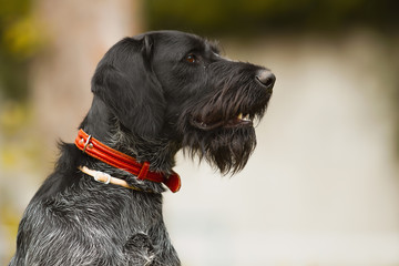 German Wirehaired Pointer