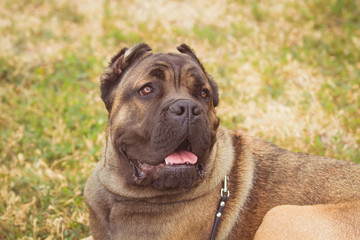 purebred big brown South-African massive dog species Boerboel. 