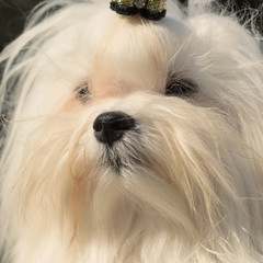 A cute female maltese dog