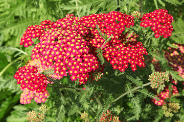 Achillée 'paprika' rouge © hcast