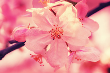 Fototapeta na wymiar Vintage blossom apple tree at sunrise. Spring natural background