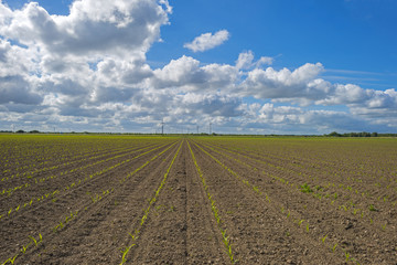Fototapeta na wymiar Vegetables growing on a sunny field in spring