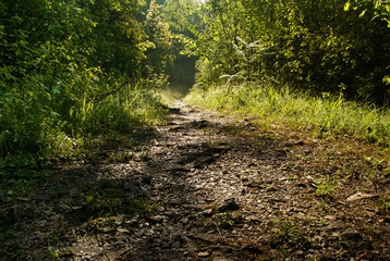 leśna ścieżka © Krzysztof Matloch