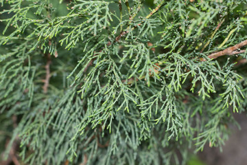 tiny sprigs of fir macro closeup
