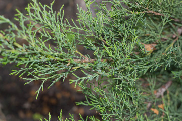 tiny sprigs of fir macro closeup
