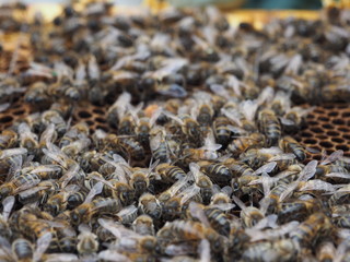 Abeilles groupées sur un cadre