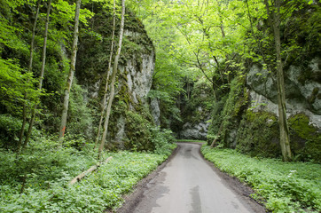 asphalt road in a canyon in the woods © lapis2380