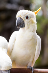 Sulphur-crested Cockatoo, Cacatua galerita perched on branches