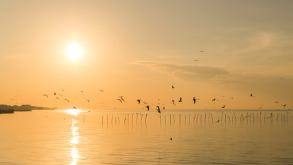Many seagulls fly in the air which background are sunrise and sea