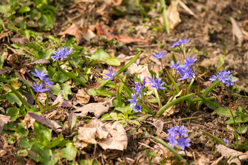 Spring flowers