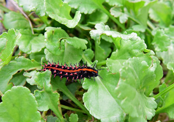 ツマグロヒョウモンの幼虫/Argyreus hyperbius