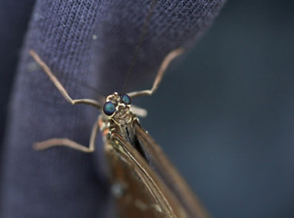 The brown butterfly with green eyes macro shot