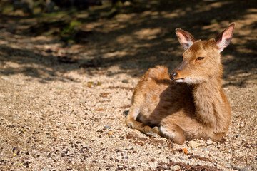 Fawn Miyajima Japon 