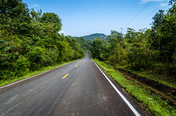 Road in forrest