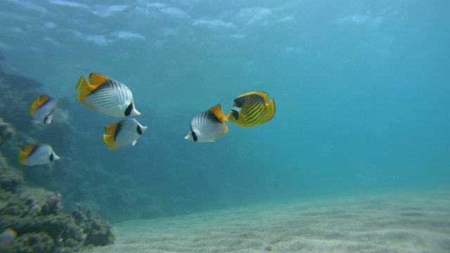Threadfin butterflyfish (Chaetodon auriga) Red sea, 
