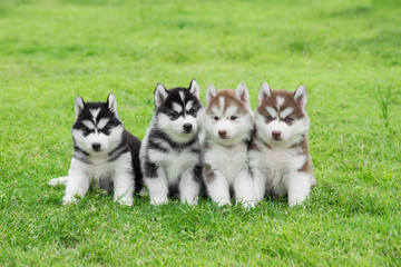 Four Siberian husky puppies sitting