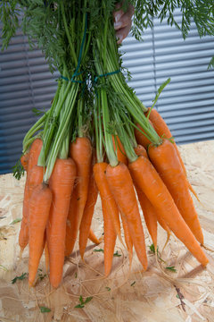 Harvest of organics carrotts on a wood table.